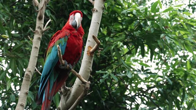 Scarlet Macaw parrot perched on tree branch in tropical rainforest