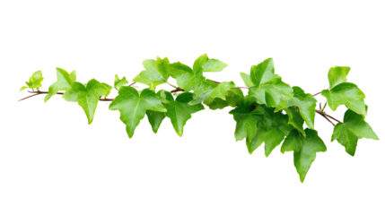 Vibrant green ivy leaves on a branch against a white isolate background.