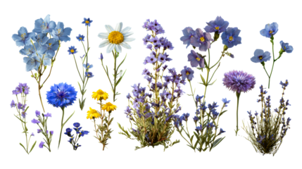 Collection of Blue and Purple Wildflowers with Daisy and Yellow Blooms, cut out transparent