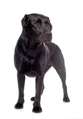 female black labrador retriever