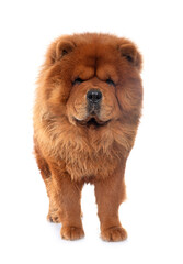 chow chow dog