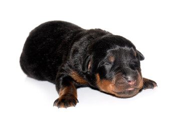 Obraz premium newborn puppy rottweiler