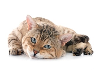 bengal cat in studio