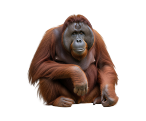 A striking image of an adult orangutan is isolated against a pure white background.