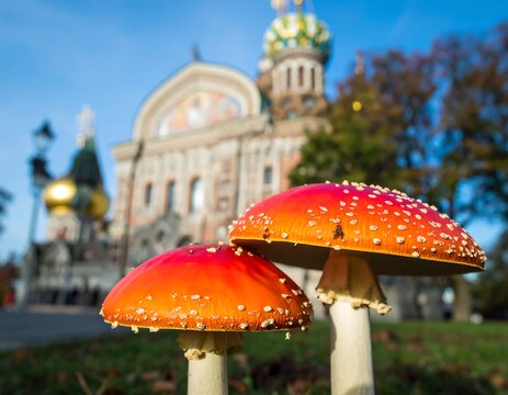 Two vibrant red toadstools in front of a beautiful church