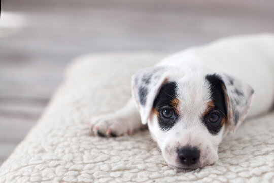 Cut dog puppy lying on white bed at home