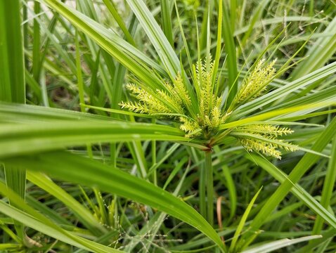 Nut grass or yellow nutsedge (Cyperus esculentus) growth in rice fields	
