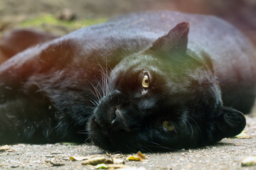 Indian leopard (Panthera pardus fusca), portrait of a female leopard of the melanic form.
