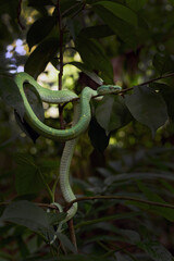 Bothriechis lateralis also side-striped palm pitviper or side-striped palm viper, green venomous snake in rainforest on dark background.