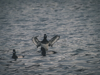海で翼をバタバタするカモ