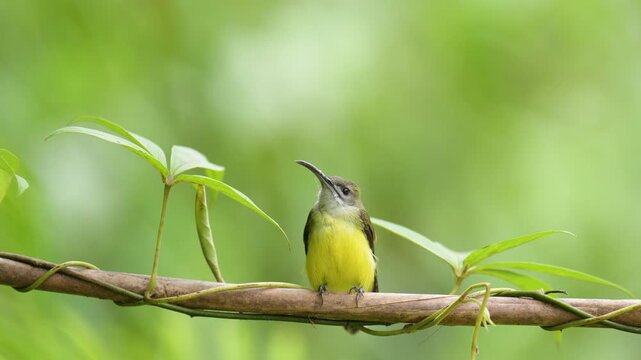 Long-billed Spiderhunter bird on a branch birdwatching in the forest.