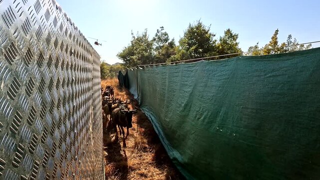 Wildebeest capture in boma using helicopter on game farm, wildlife relocation