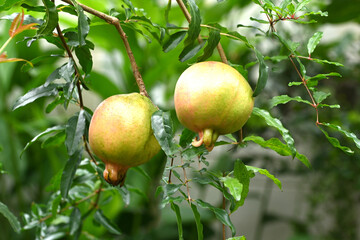  Pomegranate fruits grow on a pomegranate tree in a garden