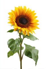 Single sunflower against white background