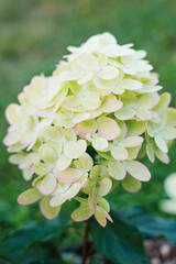 Hydrangea paniculata Graffiti white green flowers close up