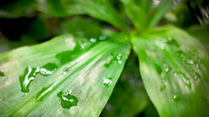 Close up of a vibrant green leaf with glistening water droplets, showcasing the beauty of tropical flora - Powered by Adobe