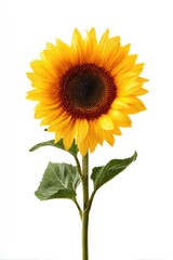 Single sunflower with vibrant yellow petals and dark brown center, against a plain white background