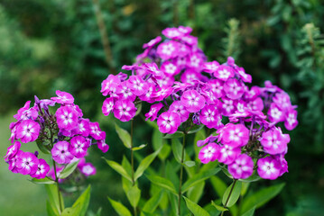Soft pink flowers of Phlox Wenn Schon Denn Schon
