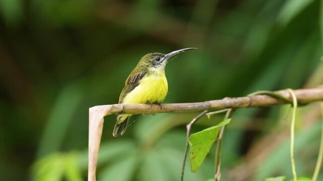Long-billed Spiderhunter bird on a branch birdwatching in the forest.