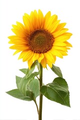 Single sunflower against white background (8)