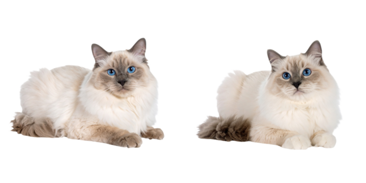 Set of Ragdoll cats lying down with blue eyes and fluffy fur on a transparent background