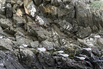 Navigating the Beagle channel from Ushuaia with sea lions, whales, penguins and various bird species, and the iconic Les Eclaireurs Lighthouse.