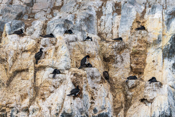 Navigating the Beagle channel from Ushuaia with sea lions, whales, penguins and various bird species, and the iconic Les Eclaireurs Lighthouse.