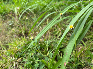Wildflowers blooming among tall grass in a rural field. Small yellow and white wildflowers scattered among tall green grass in a natural rural field, captured in soft focus.
