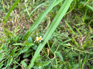Single wildflower blooming among green grass in a rural field. A small yellow and white wildflower blooming under a blade of grass in a natural rural field, surrounded by greenery.