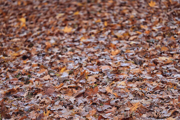 background is fallen autumn leaves, the seasonal backdrop of October fall