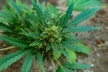 Cannabis plant growing outside in garden dirt and full sun