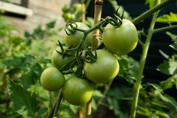 tomato plants in a garden. unripe fruits of the tomato plants on a strong stem.