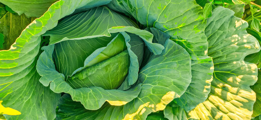 Fototapeta premium Vegetables grow in the garden, Mustard greens growing in organic farm. close up of various fresh vegetables from the field, including cabbage, broccoli, lettuce, and vegetable seedlings ready to plant
