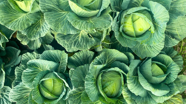 Vegetables grow in the garden, Mustard greens growing in organic farm. close up of various fresh vegetables from the field, including cabbage, broccoli, lettuce, and vegetable seedlings ready to plant