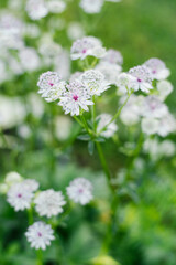 White and pink Astrantia flowers blooming in summer garden