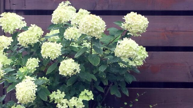 summer rain on white flower Hydrangea
