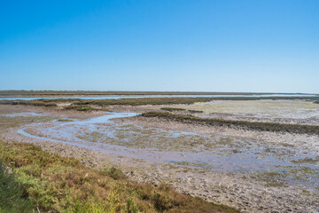 Marshy marshland with mud at low tide, biodiversity of Ria Formosa natural park, Tavira - Algarve PORTUGAL