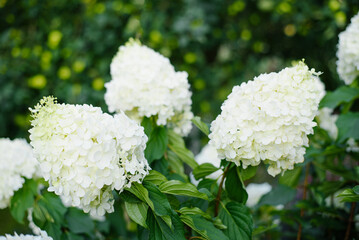 Elegant Polar Bear Hydrangea Bloom With Fine Texture