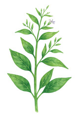 Andrographis paniculata (Fa Thalai Chon) Watercolor