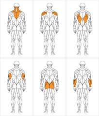 sportman_back_oben_w