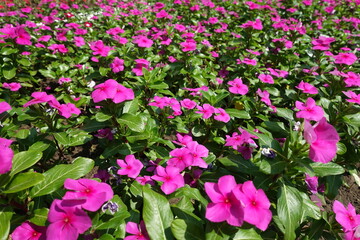 Innumerable bright pink flowers of Catharanthus roseus in July