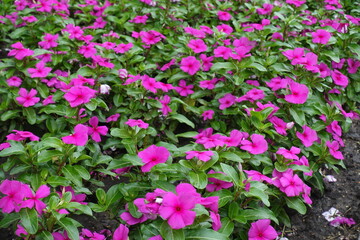 Lots of vibrant pink flowers of Catharanthus roseus in July