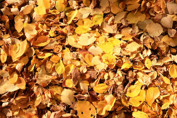 background is fallen autumn leaves, the seasonal backdrop of October fall