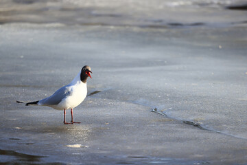 Seagulls are sitting on an ice floe, spring ice in the river and migratory birds have returned