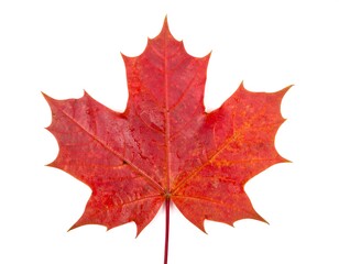 Obraz premium Vibrant autumn maple leaf
