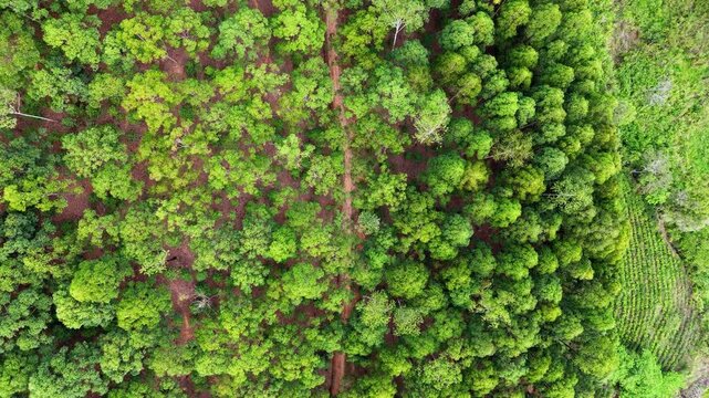 Aerial Top-Down Shot of a Rustic Road in a Green Forest