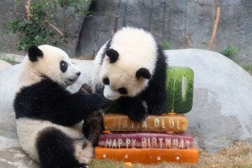 2025 Aug 15,Hong Kong.One year after their birth, two giant panda cubs born in Hong Kong have been visited by many fans and tourists. © Derek Yung