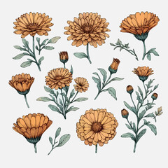Chamomile Plants illustration, Daisy herbs Set. Watercolor Meadow flowers and Buds Drawing Outline Calendula stems, Aster leaves in pastel colors. Elegant Floral elements Hand Drawn Botanical Ink art