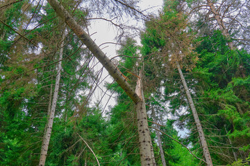 Fototapeta premium A fallen tree leans against other tall trees in a dense green forest 
