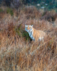 wild female bengal tiger or panthera tigris jim corbett national park forest reserve uttarakhand india. tigress eye contact in dhikala grassland in winter season early morning golden hour light safari